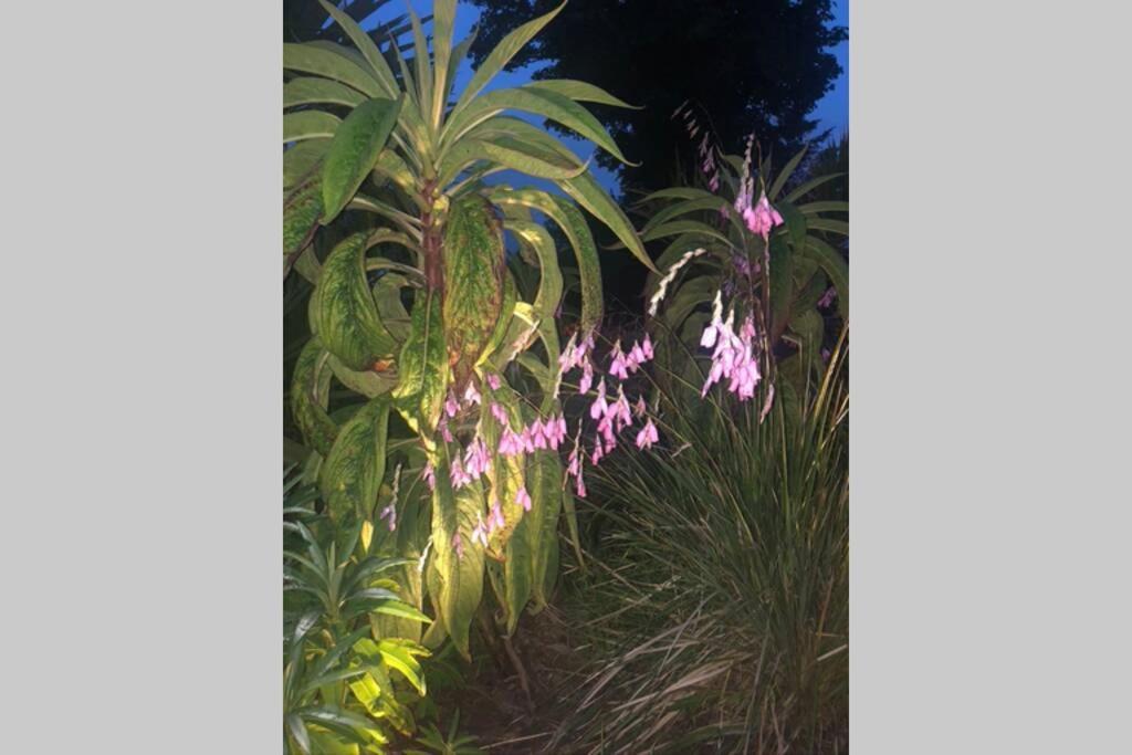 The Pink Cottage Upstairs Suite & Garden Summer Room Whitehead ภายนอก รูปภาพ